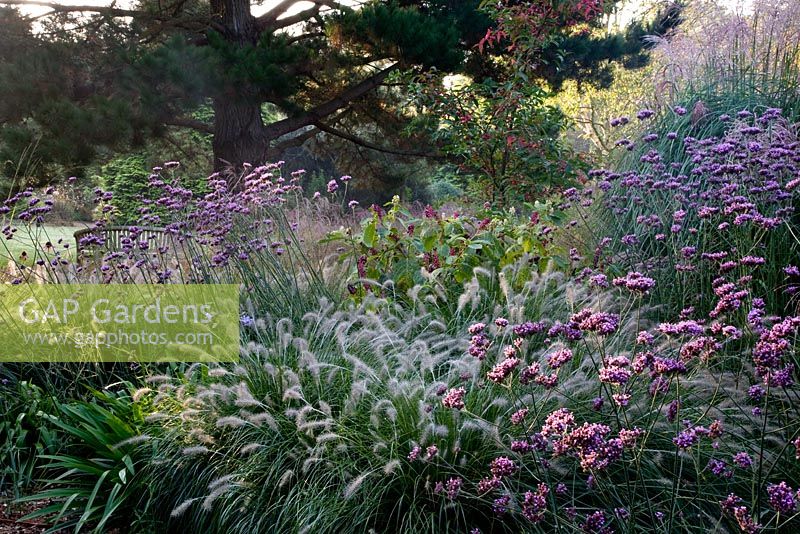 Pennisetum 'Hameln', Verbena bonariensis and Echinacea 'Leuchtstern' at Knoll Gardens in Autumn