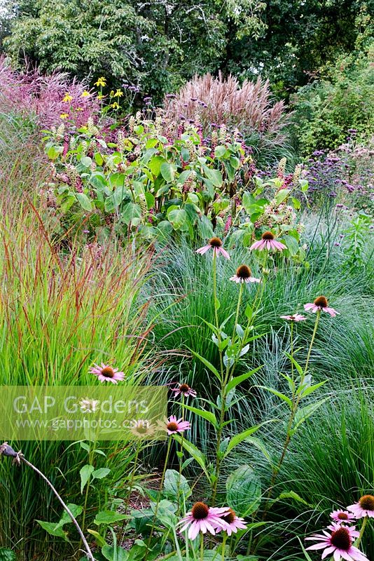 Phytolacca americana with Panicum 'Hanse Herms', Pannisetum 'Hameln', Miscanthus 'Ferner Osten' and Echinacea 'Leuchtstern' at Knoll Gardens in autumn
