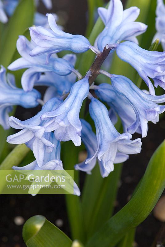 Hyacinthus 'Grand Lilas' - The National Collection of Hyacinthus orientalis, Cambridgeshire