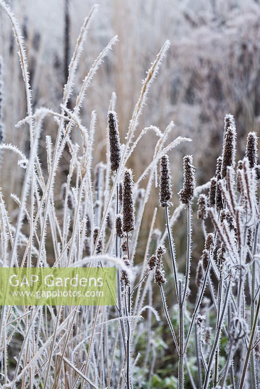 Seedheads of Agastache urticifolia 'Alba' with Calamagrostis x acutiflora 'Karl Foerster' in winter frost