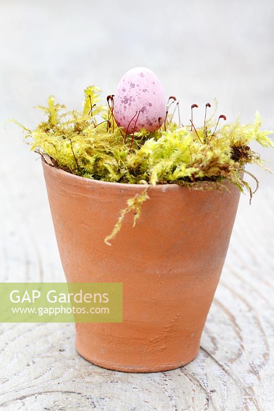 Chocolate Easter egg in moss lined terracotta pot 
