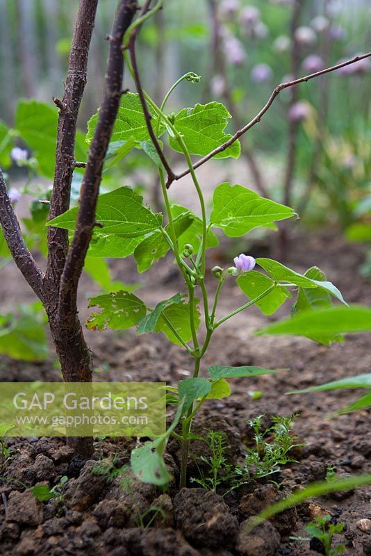 French beans 'Cobra' - Young plants climbing up peasticks