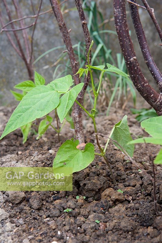 Phaseolus - French Bean 'Cobra'. Young plants climbing up peasticks.