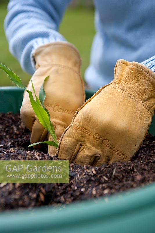 Planting Zea mays - Delicately plant the Sweetcorn plugs, taking care not to disturb the roots
