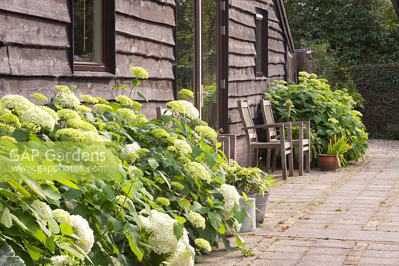 Hydrangea arborescens 'Annabelle' growing against wooden building - Ruinerwold Garden