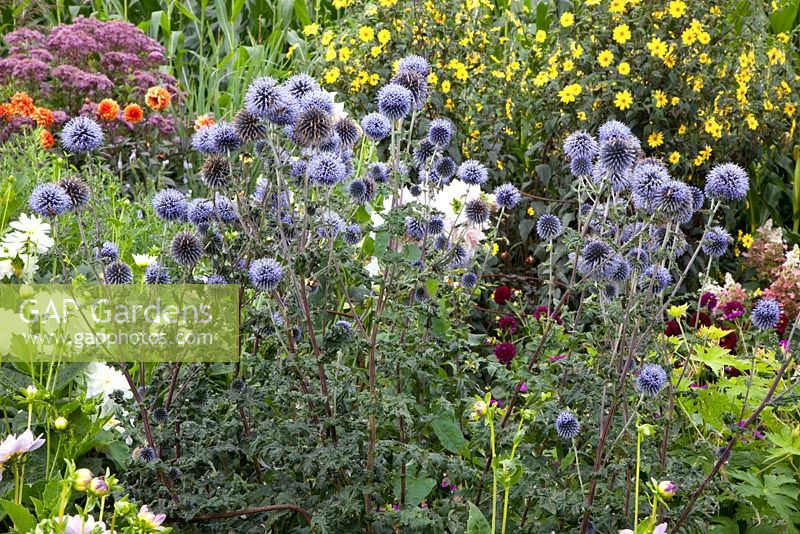 Echinops ritro 'Veitch's Blue' - Verheggen Garden