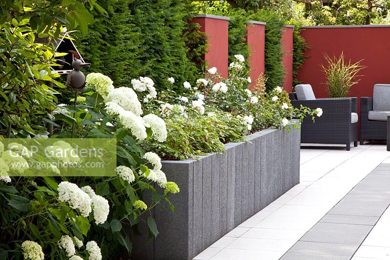Modern paved garden with raised beds backed by red screen and Taxus - Yew hedge. Plants include Hydrangea arborescens 'Annabelle' and Rosa 'Schneeflocke'
