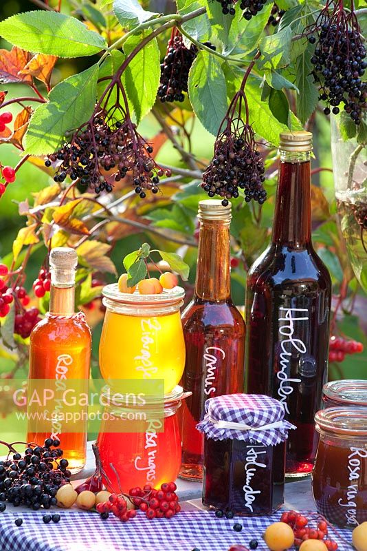 Display of preserves and drinks made from Elderberries, Rose hips, Cornel Cherries and Crabapples