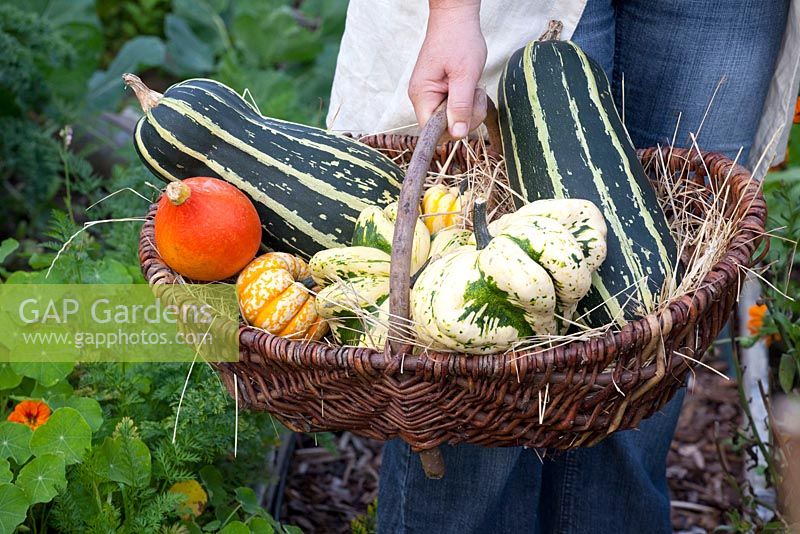 Woman holding basket of freshly picked Marrows, Pumpkins and Squashes