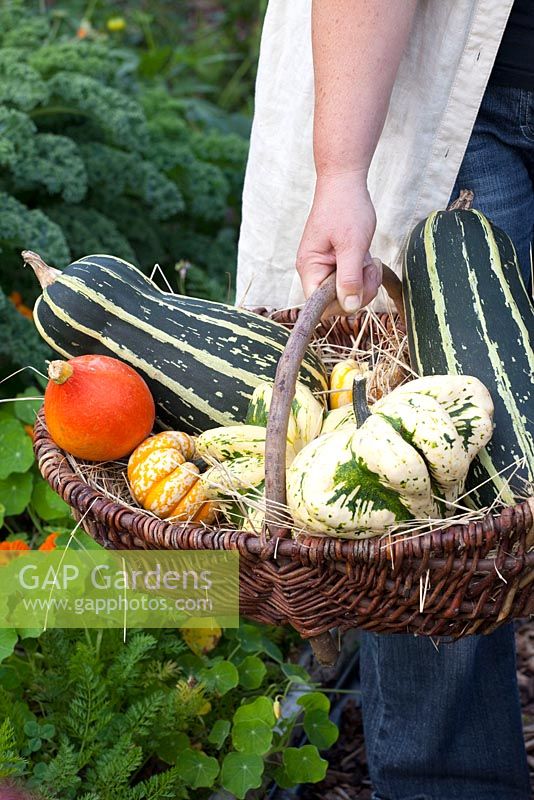 Woman holding basket of freshly picked Marrows, Pumpkins and Squashes

