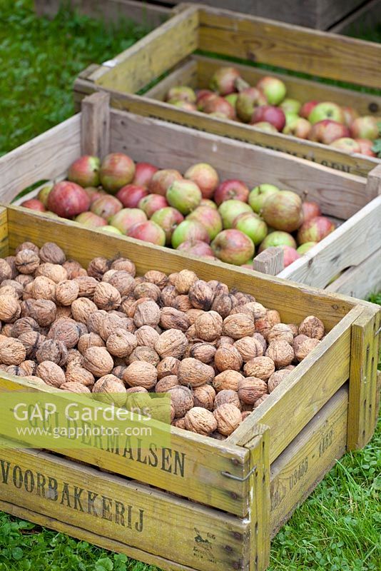 Crates of walnuts and apples - Huys en Hof