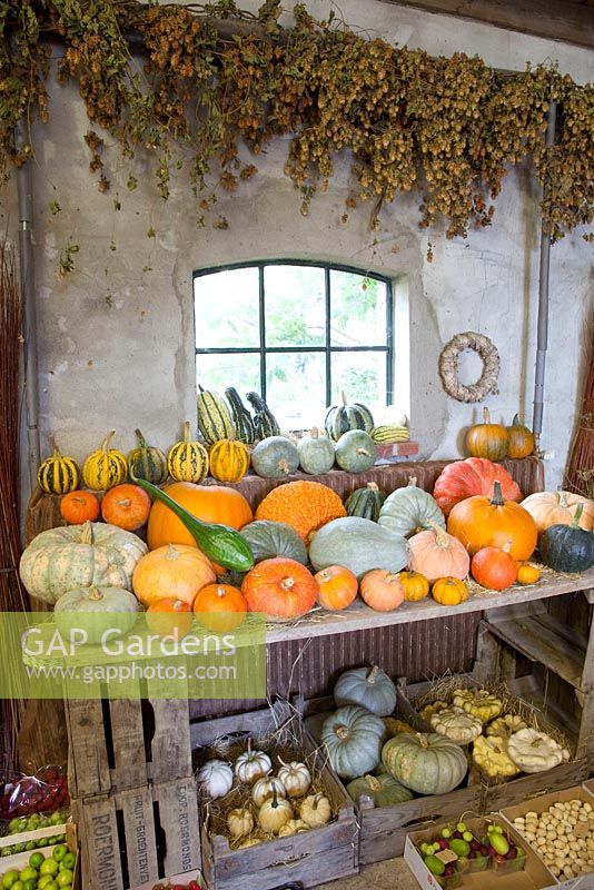 Freshly harvested Cucurbita pepo - Pumpkins displayed for sale - Huys en Hof