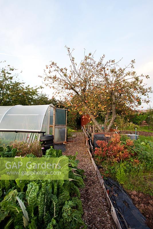 Allotment with poly tunnel and large apple tree