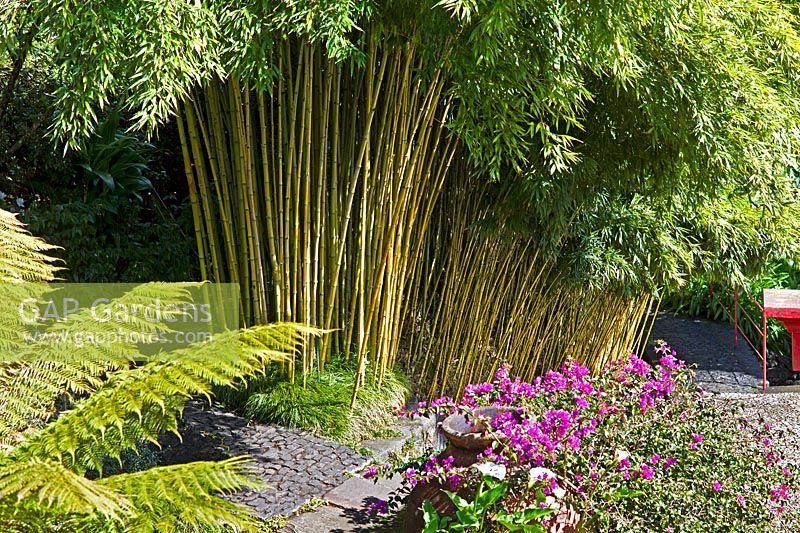 Arundinaria murielae - Muriel Bamboo -  The Oriental Garden, Monte Palace, Madeira, February