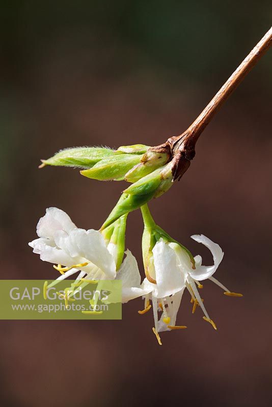 Lonicera fragrantissima - Shrubby Honeysuckle
