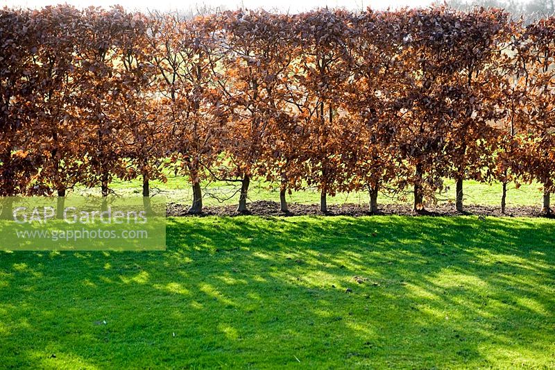 Fagus - Beech hedge and lawn
