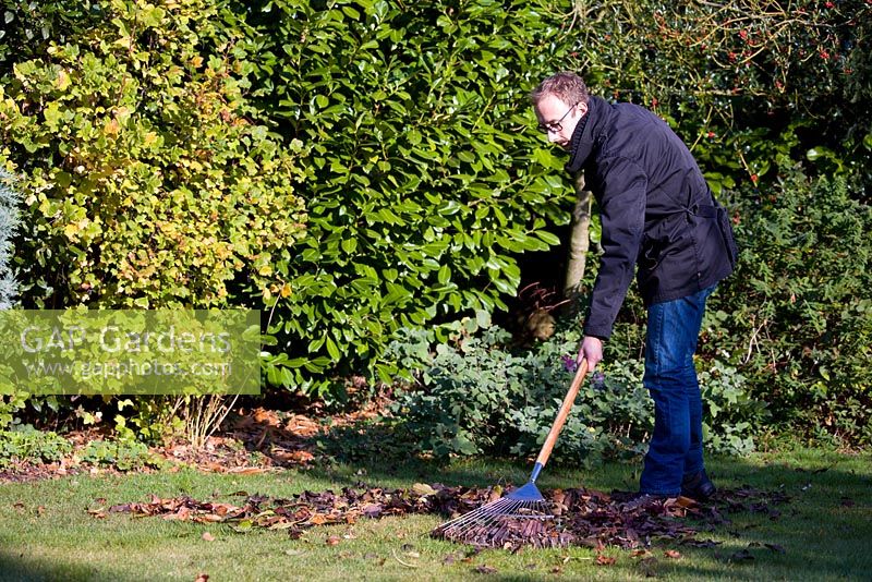 Raking autumn leaves from lawn