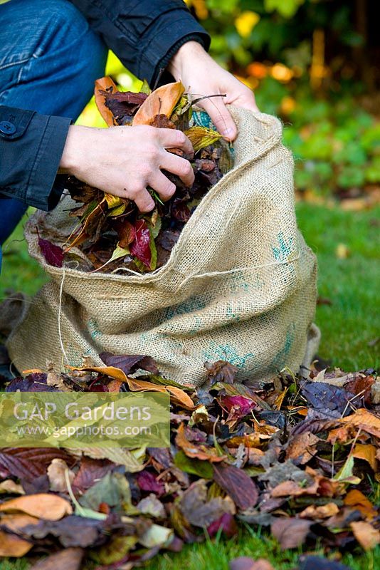 Collecting autumn leaves in leaf sack