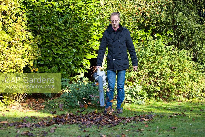 Using leaf blower to clear leaves from lawn in autumn
