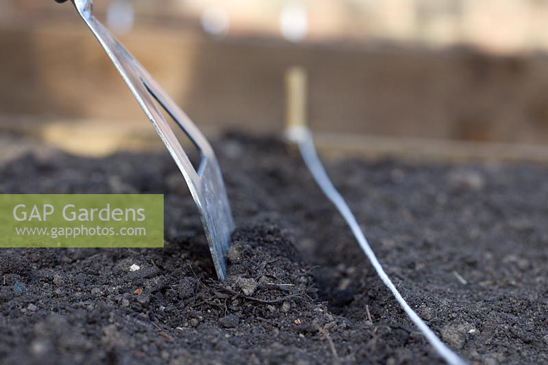Sowing oriental salad mix directly into raised vegetable bed - Covering with soil using hoe