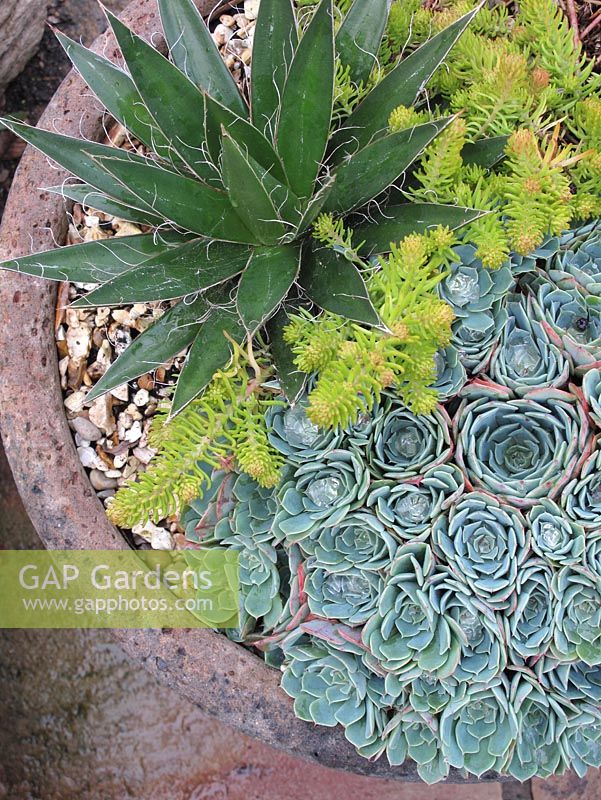 Contrasting succulents growing in a gravel dressed container - Agave filifera, Echeveria elegans and Sedum 'Gold Mound'                             