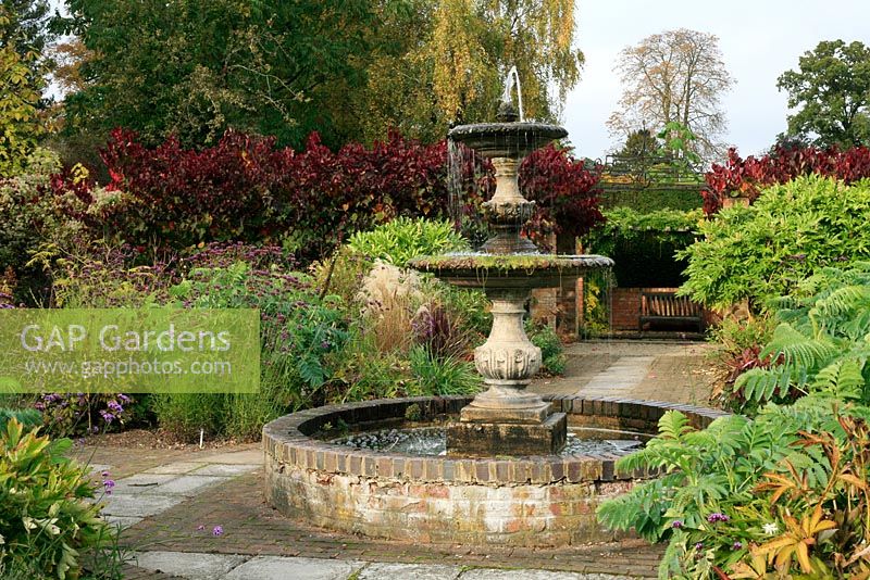 Raised pool and fountain with Miscanthus, Fatsia, Cercis canadensis 'Forest Pansy' tunnel, Verbena bonariensis and Melianthus in the background at Spetchley Park