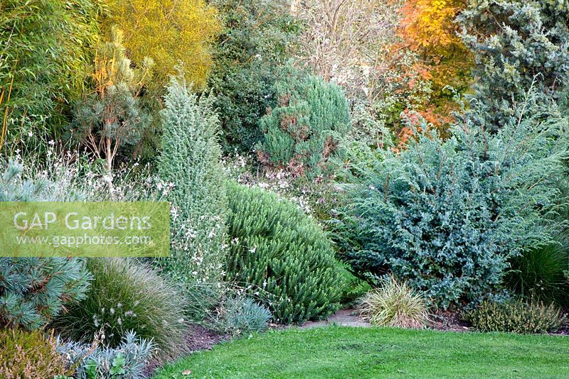 Evergreen border in Autumn - Hebe, Pennisetum 'Little Bunny', Juniperus communis 'Hibernica', Juniperus squamata 'Meierii', Gaura lindheimeri and Pinus strobus 'Radiata'