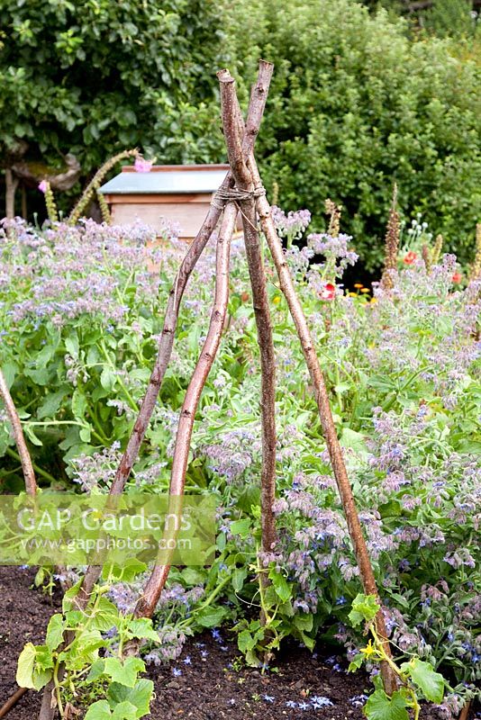 Rustic wooden plant support in kitchen garden 