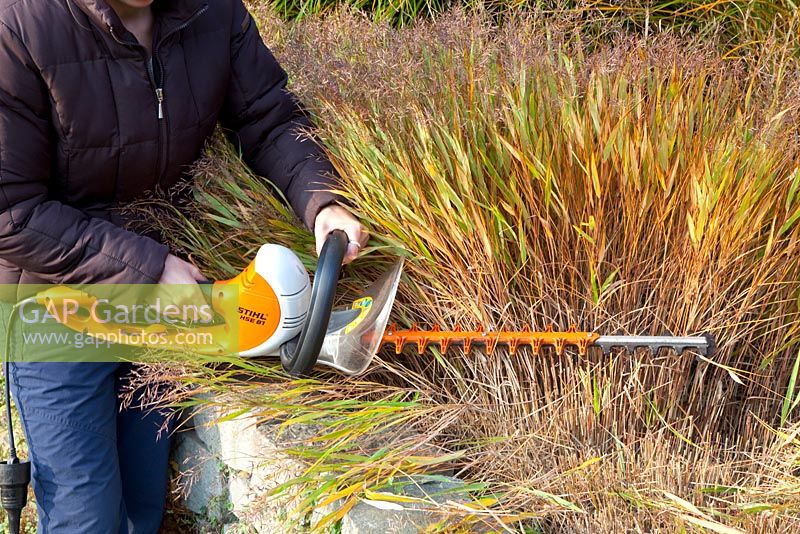 Woman cutting back Hakonechloa macra with an electric hedge trimmer