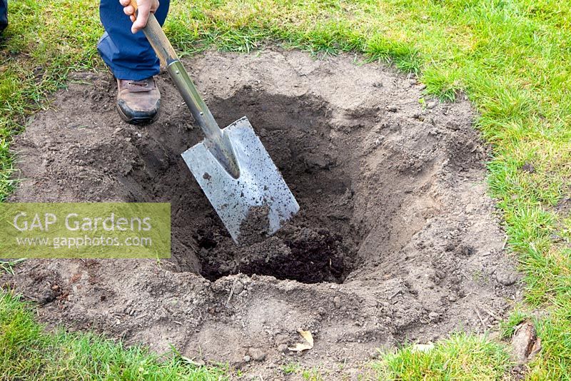 Planting Cydonia oblonga 'Vranja' - Dig a hole and add compost
