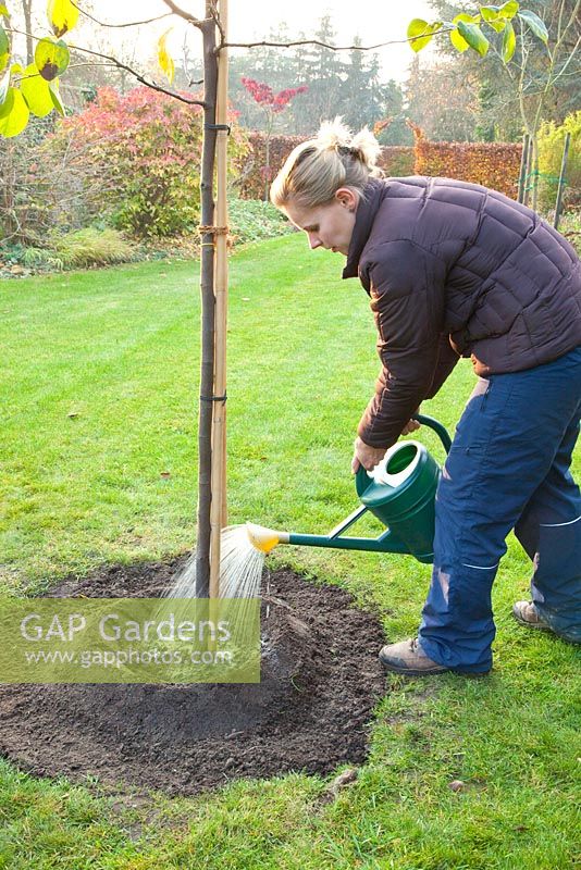 Step by Step - planting quince tree - woman watering newly planted tree