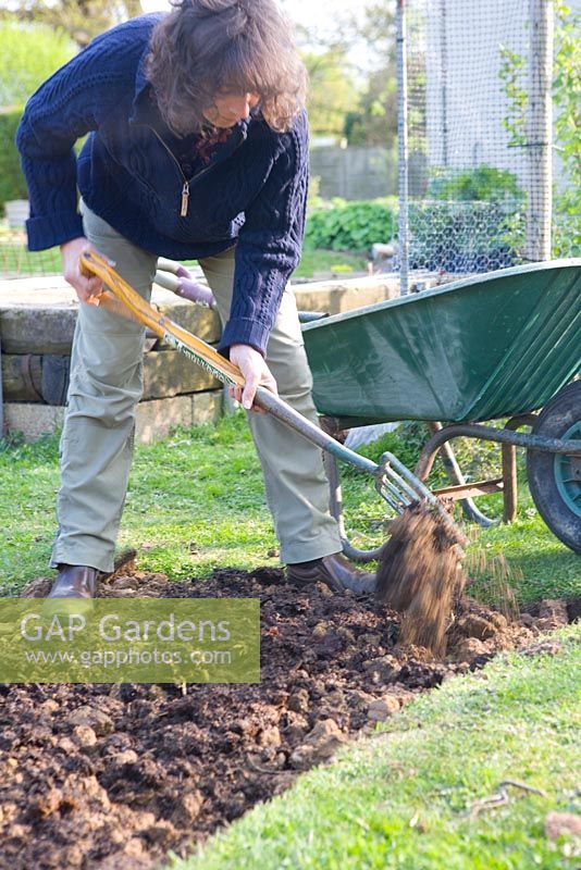 Woman planting asparagus - Create a trench 40cms wide, or at least wide enough to spread the roots of the crown out