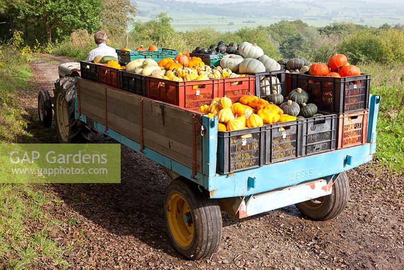 Roland Longly with a trailer load of pumpkins at Snaylham Farm