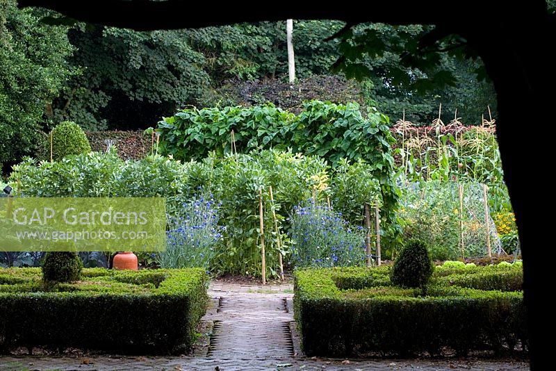 Clipped standard bay tree, sweetcorn, golden hop arbour and box topiary - The vegetable garden at Ballymaloe Cookery school