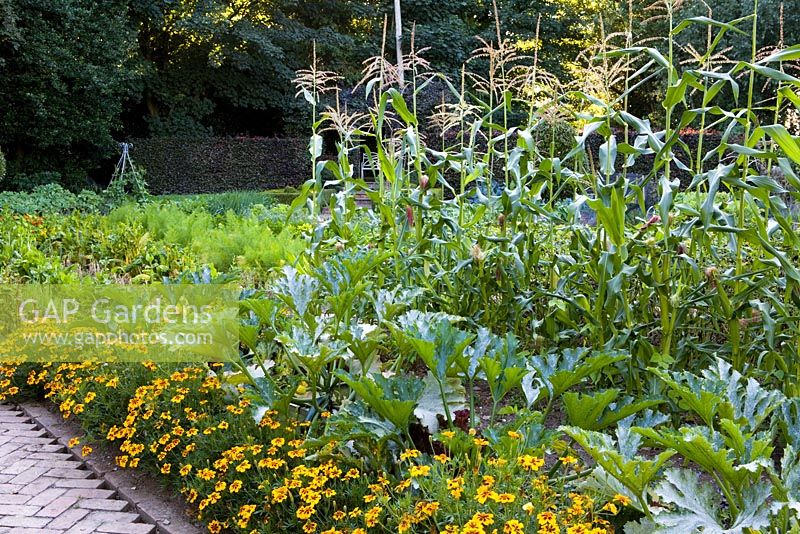 Sweetcorn and marigolds lining the path - The vegetable garden at Ballymaloe Cookery school