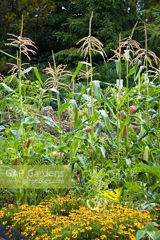 Sweetcorn with marigolds in the foreground - Ballymaloe Cookery School