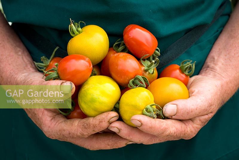 Gardener's hands holding tomatoes - Ballymaloe Cookery School