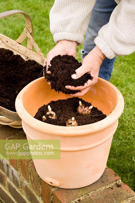 Planting summer flowering Lilium - Lily bulbs in a terracotta container
