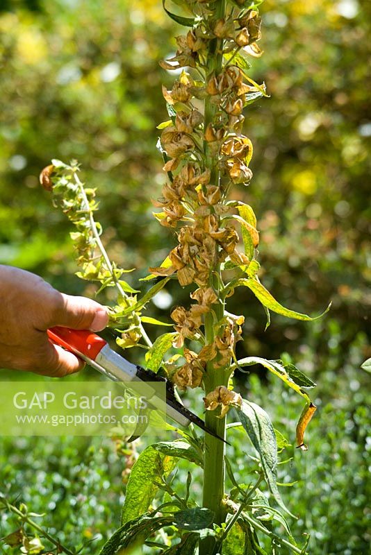 Collecting Digitalis - Foxglove seeds. Cutting a stem that has finished flowering and set seed