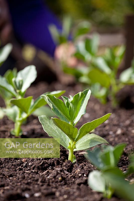 Sowing broad beans into recycled toilet roll middles - planting out grown plants