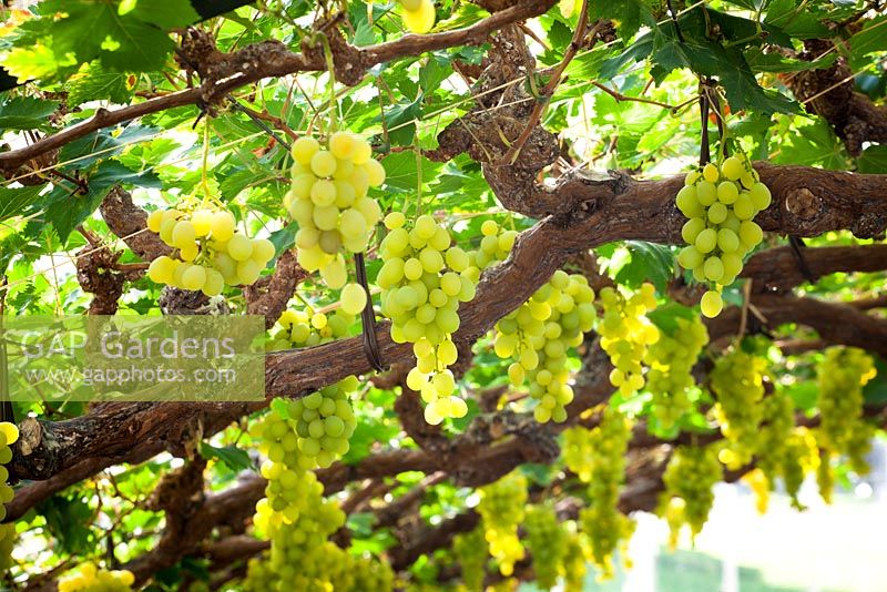 Vitis vinifera 'Muscat of Alexandria' - Grapes growing in the glasshouse at Chatsworth