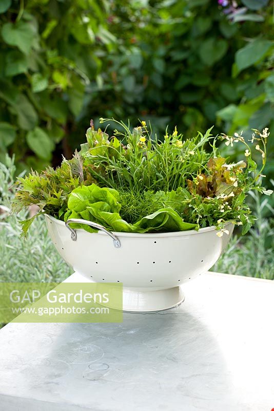 Mixed salad leaves in a colander including lettuce, rocket and mizuna