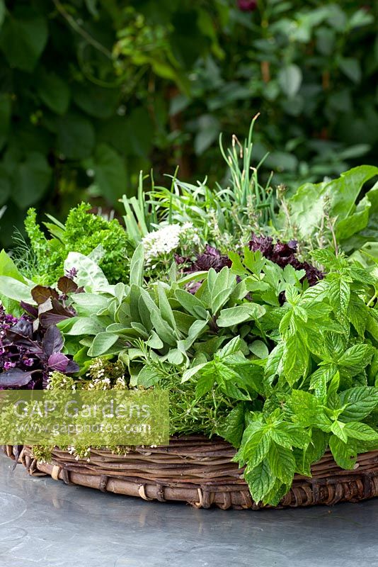 Harvested herbs in a shallow wicker basket including sage, basil, rosemary, parsley, fennel and coriander