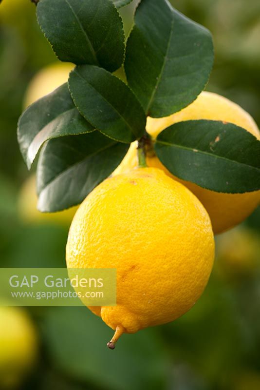 Citrus Lemon 'Four Seasons'
