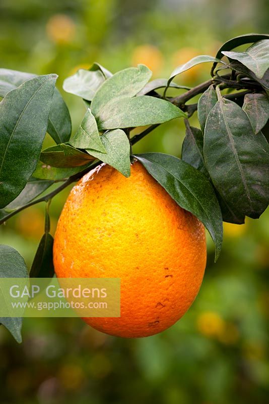 Citrus Orange 'Navel'