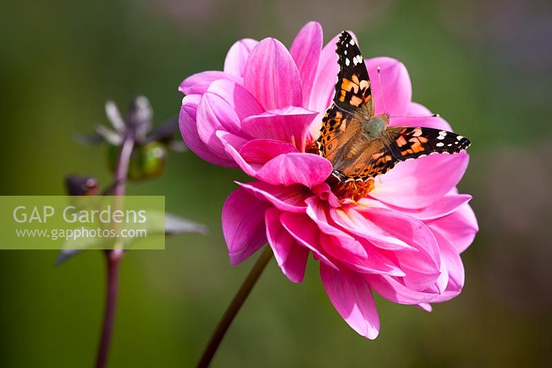 Dahlia 'Classic Rosamunde' with butterfly