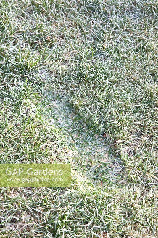 Footprint in a frosted lawn
