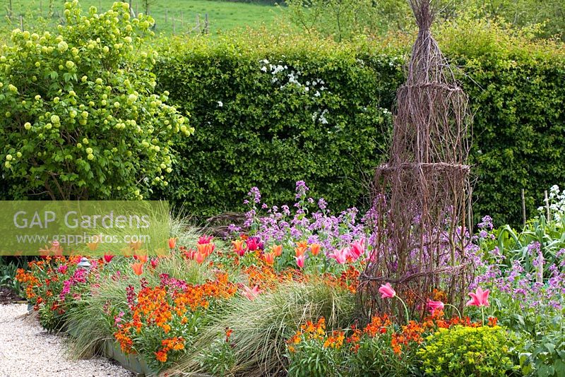 Wallflowers, tulips, honesty and Stipa gigantea in the cutting garden at Perch Hill in spring. Woven birch twig obelisks ready to support summer climbers