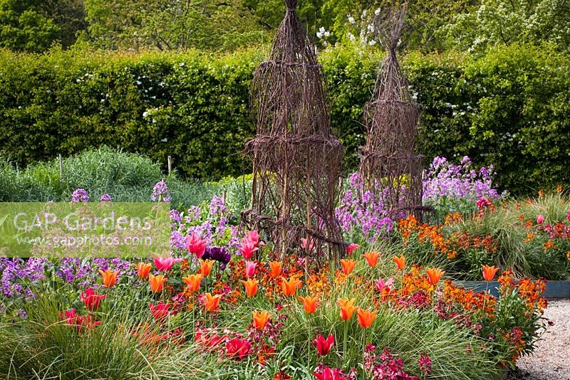 Wallflowers, tulips, honesty and Stipa gigantea in the cutting garden at Perch Hill in spring. Woven birch twig obelisks ready to support summer climbers