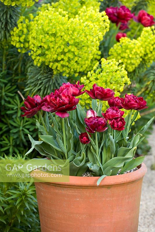 Tulipa 'Antracet' in a terracotta pot in front of Euphorbia characias in the Oast garden at Perch Hill